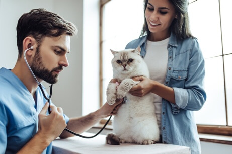 Adcuri Katzenversicherung Adcuri Katzenversicherung